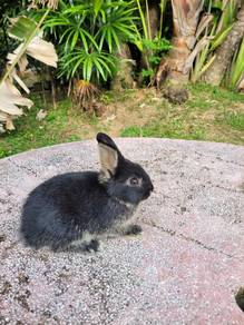 Rabbit Nd dwarf comel❤️❤️❤️