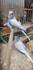 Burung