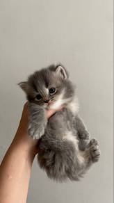 Kittens for Rehoming