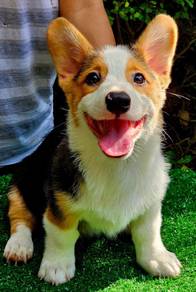 CORGI PUPPIES VIP14 Male Tri color