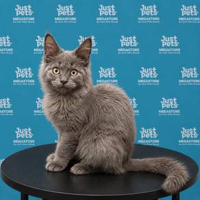 Mainecoon Grey