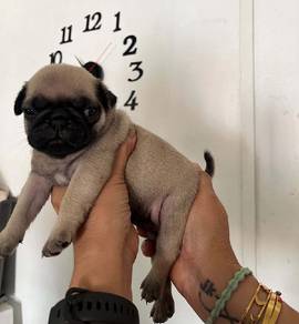 pug