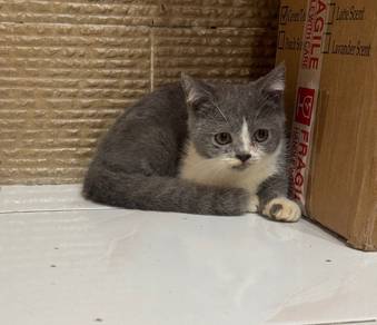 Ss Munchkin Bsh