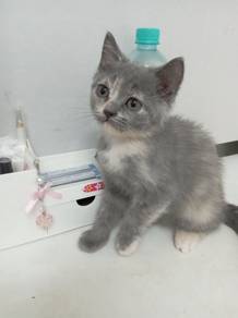 BSH tortie female