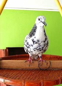 Burung tekukur