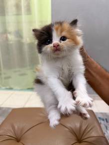 Kitten Mix persian long hair