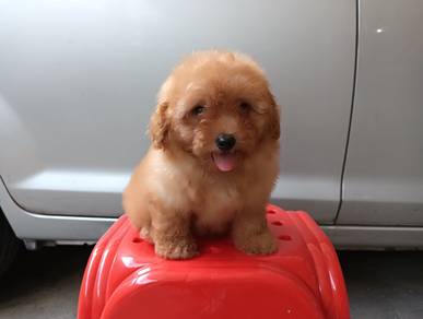 Toy poodle puppies