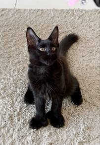 Polydatyle 6 toes Black Smoke Mainecoon