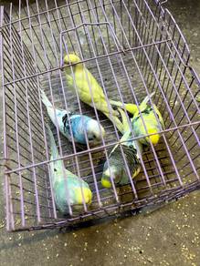 Burung Baji