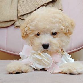 Poodle
