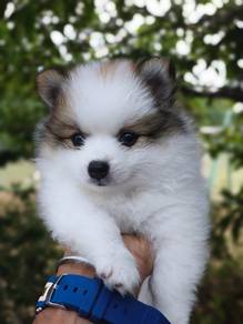 pomeranian 8