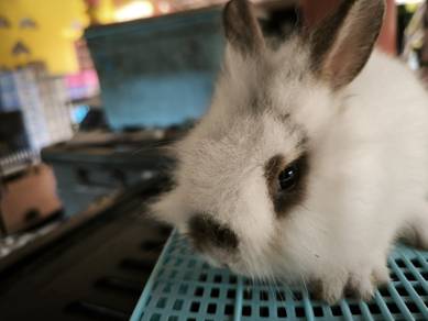 anak Rabbit arnab Mix ND
