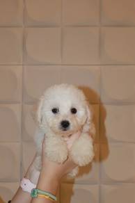 J0716 Maltipoo Cute Fluffy Toy Breed Puppy