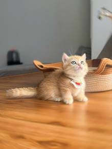 bsh golden munchkin