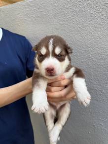 siberian wooly husky