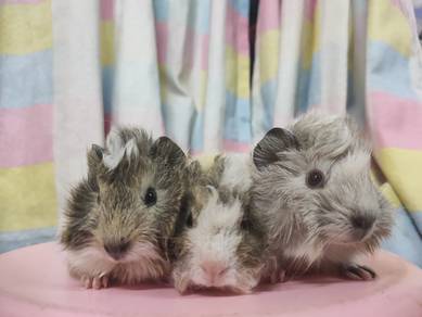 Guinea Pig 