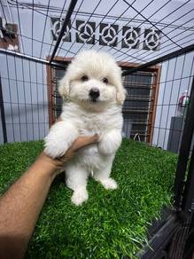 toy size pomapoo- f1