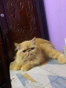 Semi Flat Face Oren