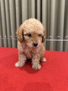 Maltipoo 