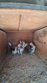 Ayam serama
