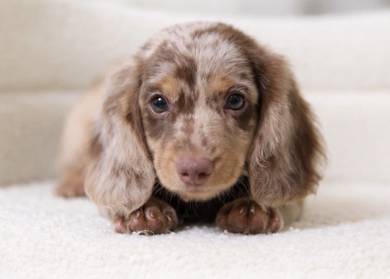 MINIATURE DACHSHUND Puppies VIP47 🐻  Dappled
