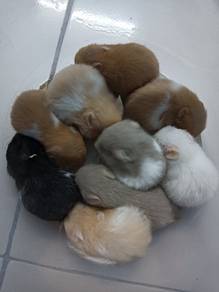 hamster syrian 
