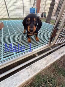Dachshund