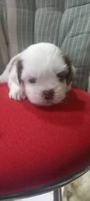 Shih tzu