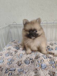 Pomeranian 