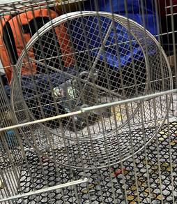 Wheel sugar glider,Hamster atau Landak mini