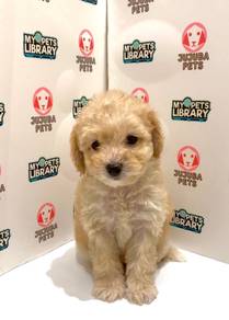 G47 Charming Maltipoo Dog