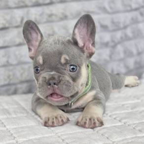 FRENCH BULLDOG PUPPIES🌻A223 Lilac Tan Male