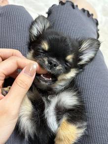 black and white Chihuahua ~4