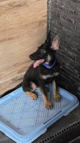german shepherd