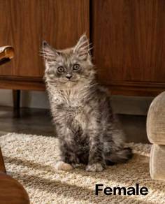 Silver Maine Coon