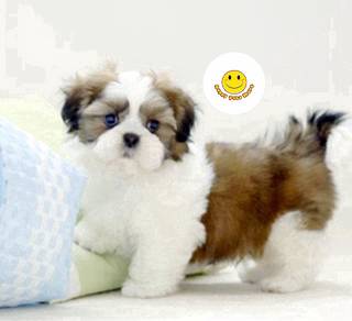 SR_866 angel Shih Tzu puppy dog