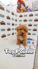 Toy Poodle Female Parti color Brown KL Pet Shop