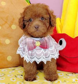 Poodle