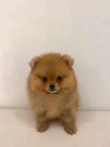 J0731 Pomeranian baby, cute puppy