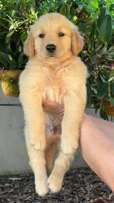 Golden retriever