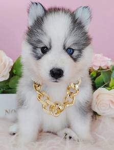 Husky