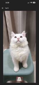 angora