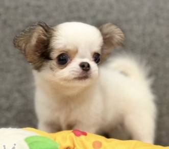 CHIHUAHUA PUPPIES 227 🌷Head Apple Cute Dog