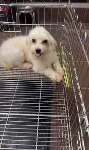Pure Breed Adult Maltese (Male)
