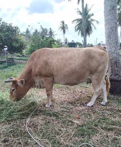 Lembu Charolis bunting 7 bulan