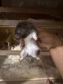 Hamster Syrian