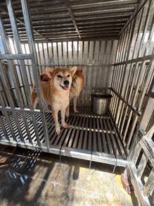 Shiba