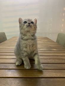 British Shorthair BSH Kitten