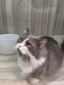 Munchkin long hair cat for sale