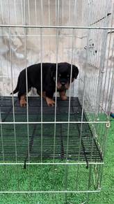 rottweiler x
